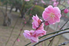P1200089　枝垂れ梅