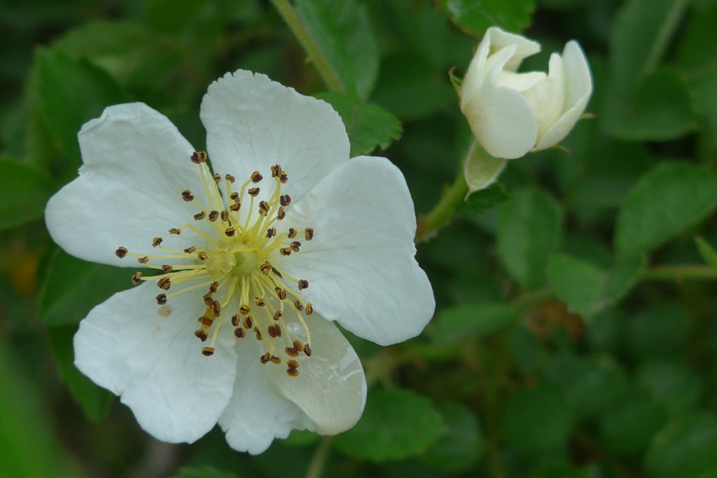 P1220434　野ばら