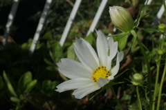 P1080792 コスモス P1080792 コスモス