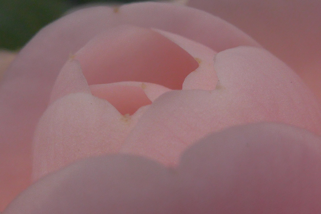 P1070380　ツバキ