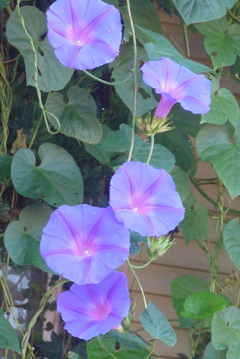 P1390140　ヘブンリーブルー