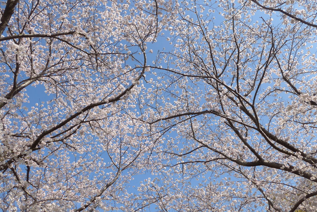 P1380024　見上げれば…