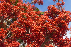 P1390457　鳥さんが喜びそう～♪