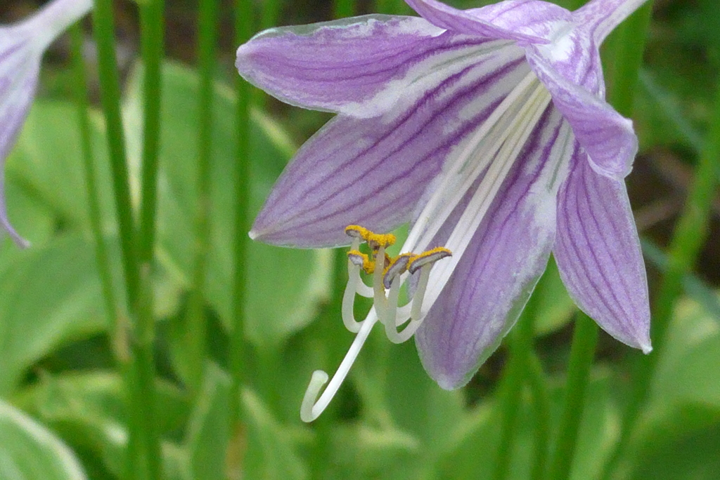 P1230935　ギボウシ