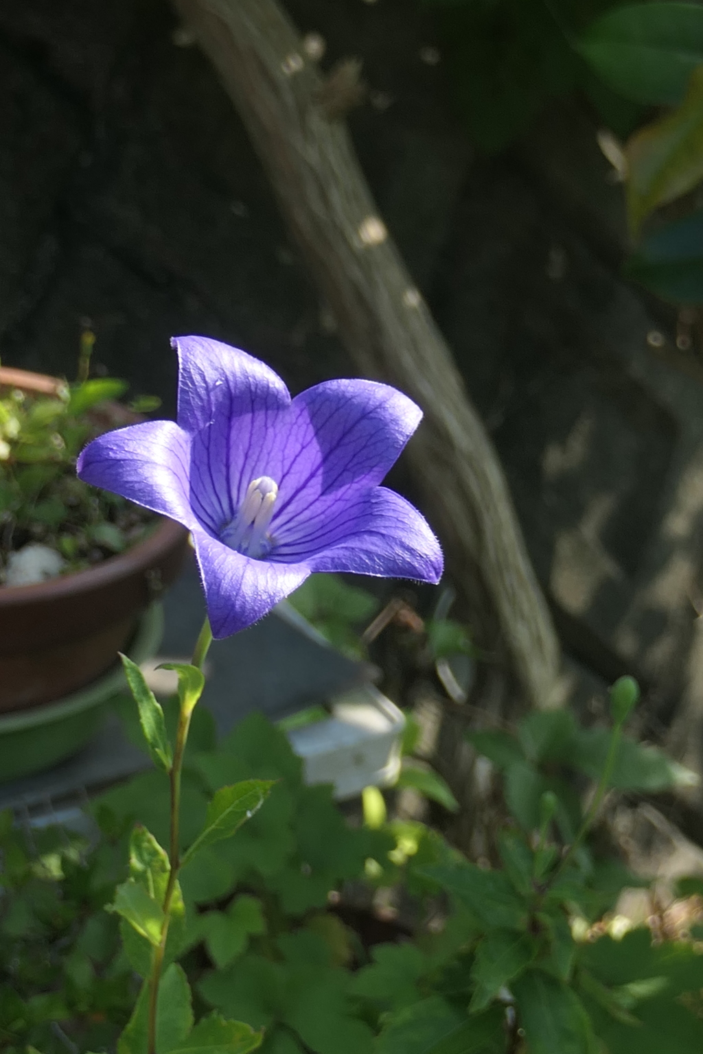 P1080527　朝の光に