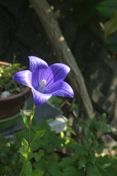 P1080527　朝の光に