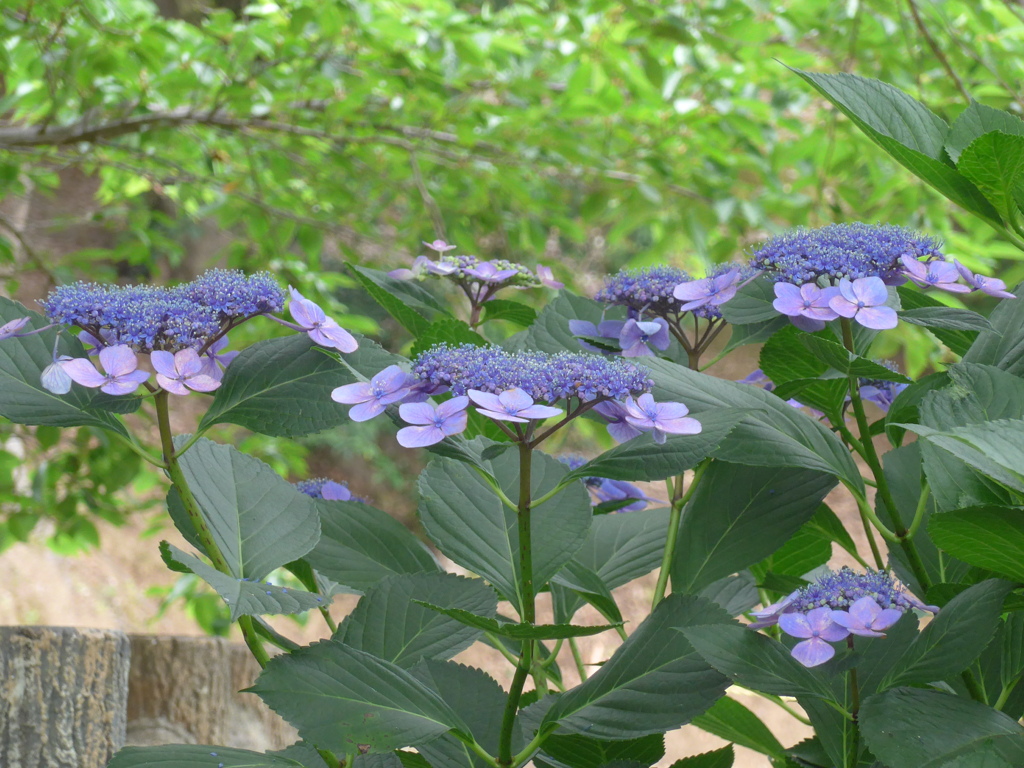 P1160638　あじさい