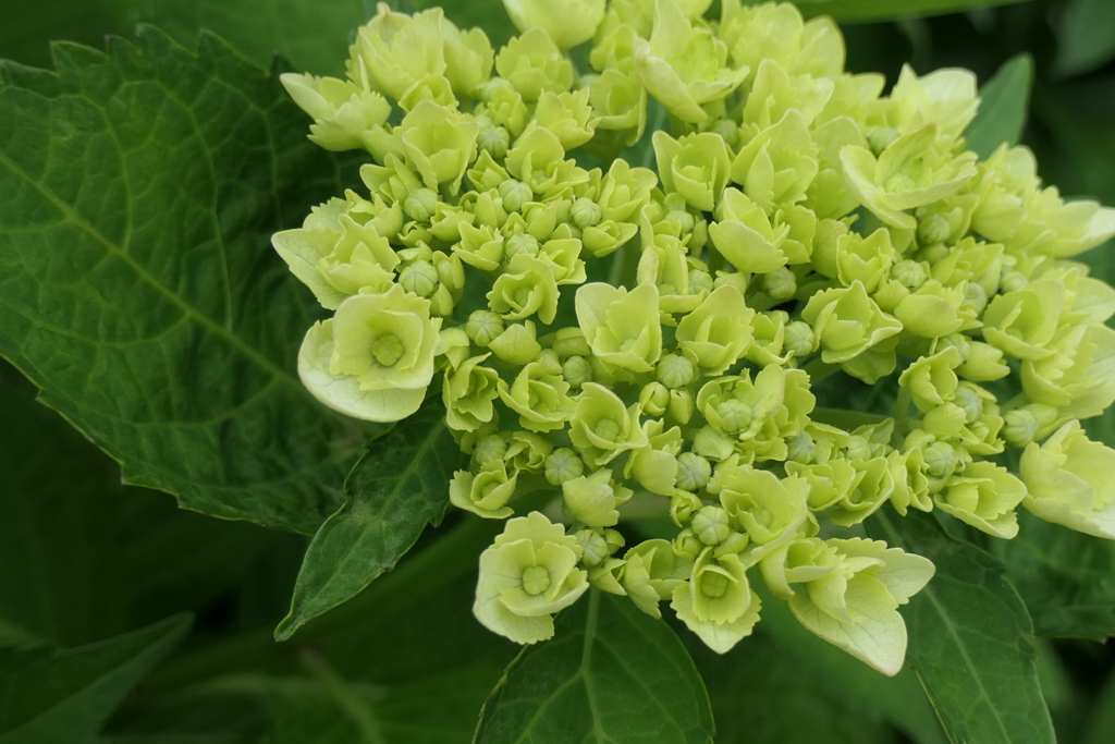 P1023761　アジサイ