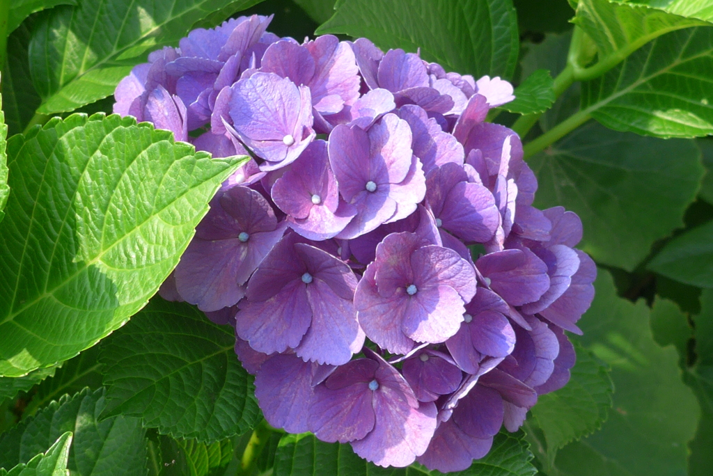 P1160581　まだまだキレイ♪