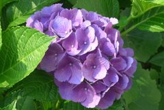 P1160581　まだまだキレイ♪