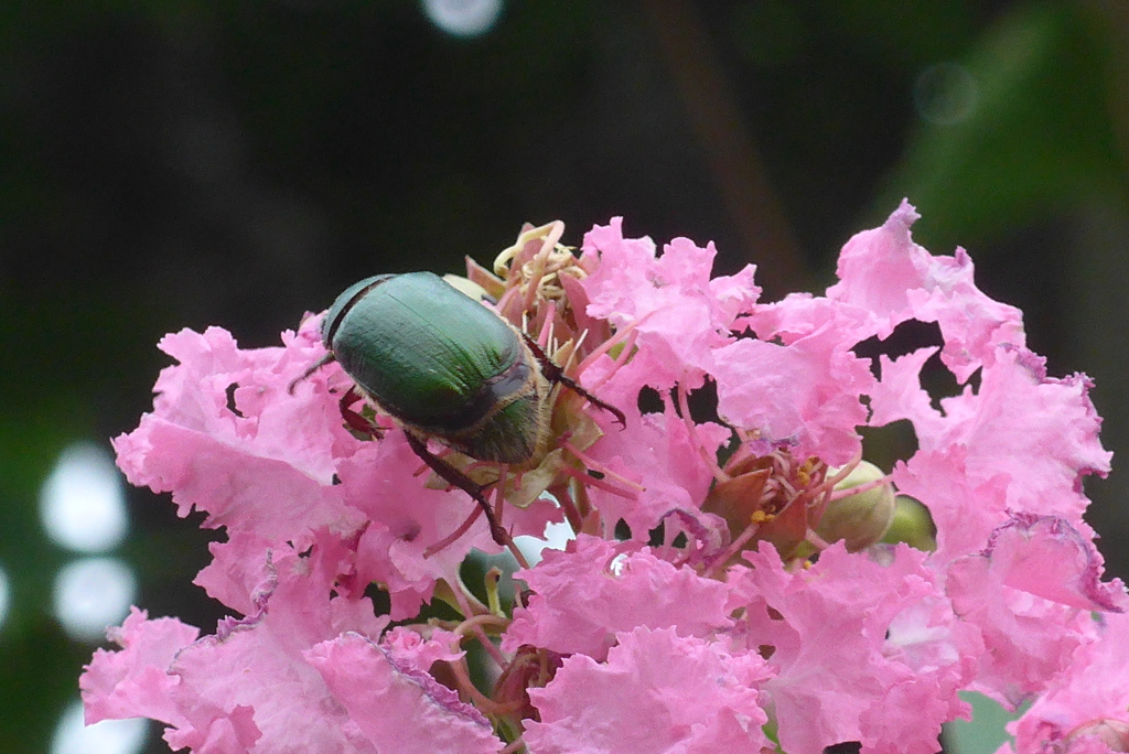 P1300966　虫さんと