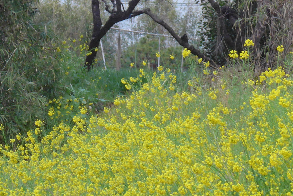 P1370719　菜の花咲く風景