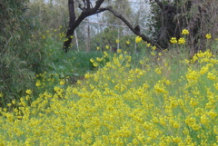 P1370719　菜の花咲く風景