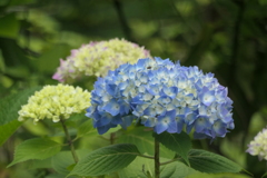 P1080221　あじさい