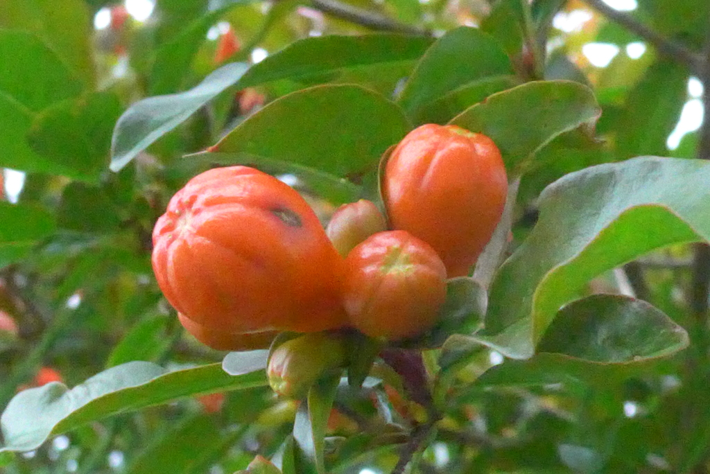 P1380671　ザクロの蕾