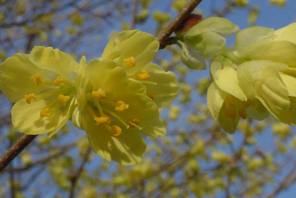 P1320359　可愛いプリンセス