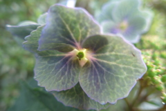 P1100576　へんげ(変化）