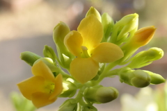 P1000705　窓辺の花