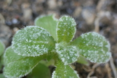 P1069677　霜