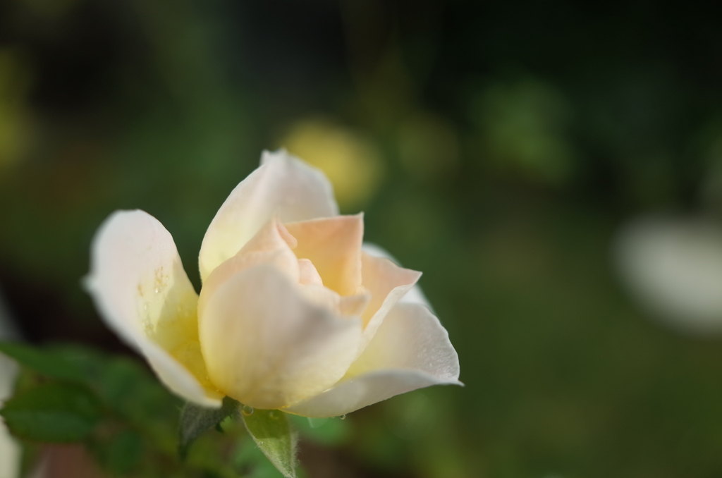 R0354111　ミニバラ