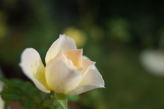 R0354111　ミニバラ