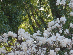P1070847　妖精の森