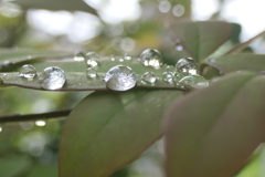 P1080053　水玉