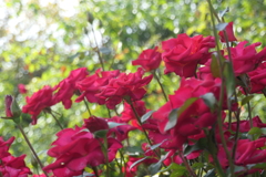 P1057116　横浜イングリッシュガーデンにて