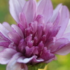 P1057223　小菊