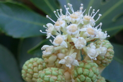 P1390249　ヤツデの花