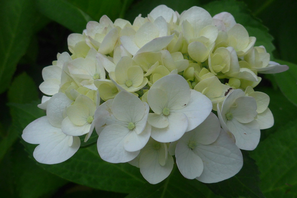 P1090805　あじさい