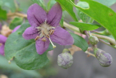 P1310622　路傍に咲く