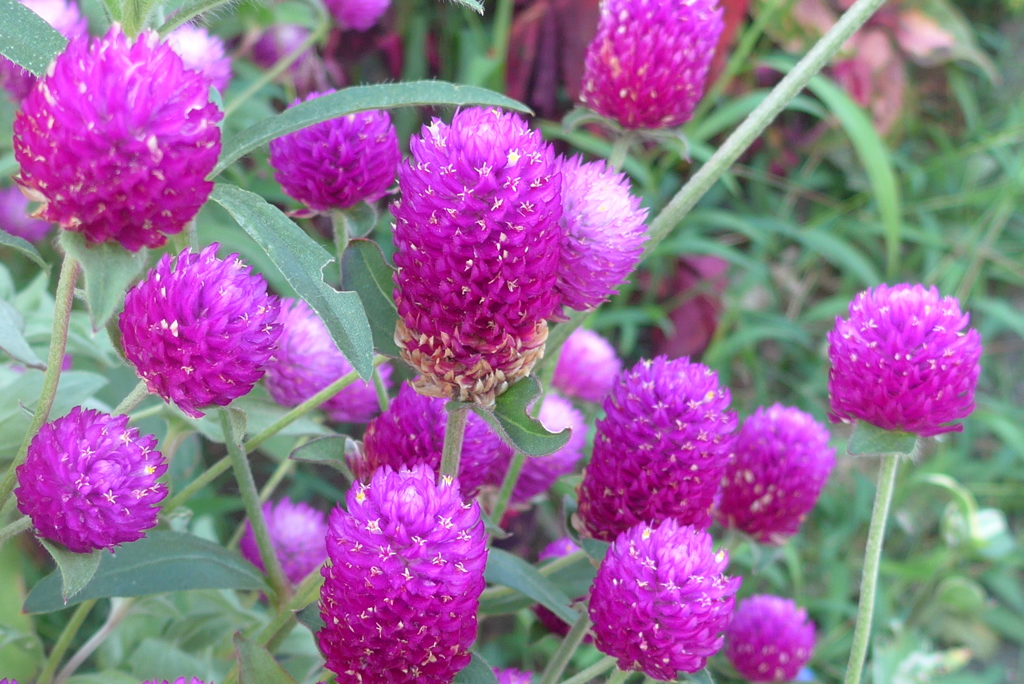 P1100816　千日紅…？