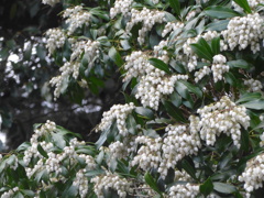 P1140091　アセビ