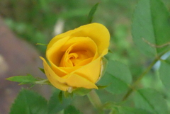 P1380854　ミニバラ