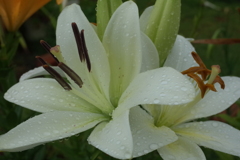 R0351543　雨上がりに…