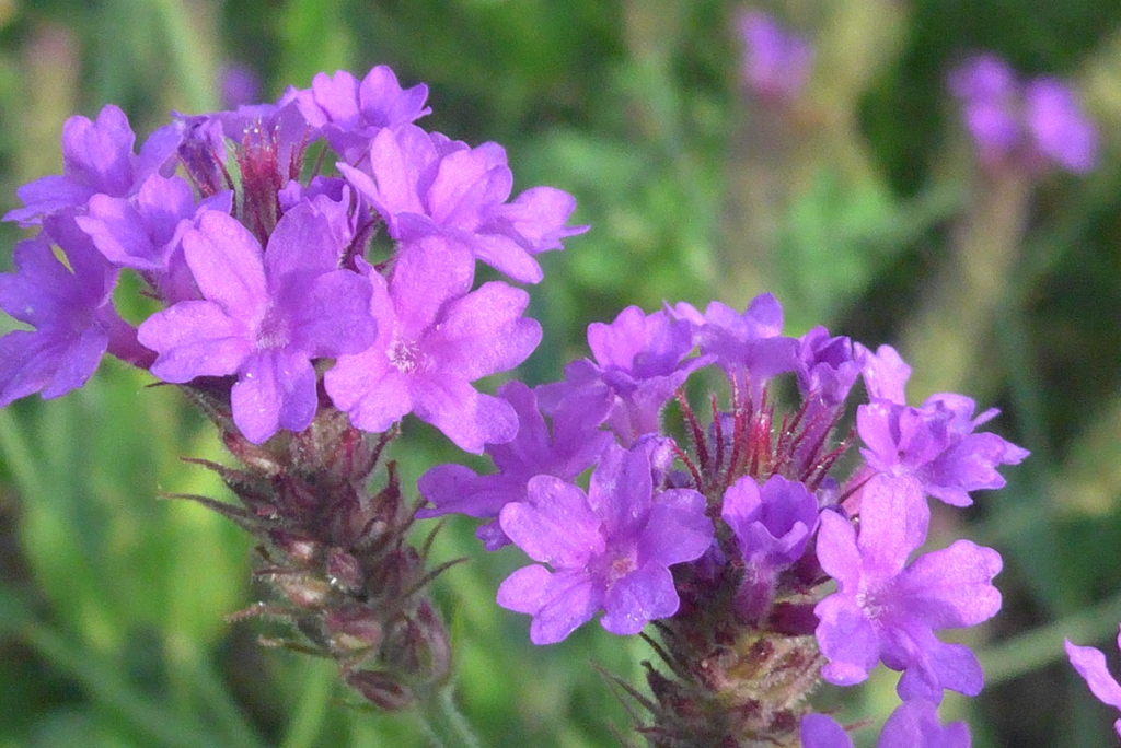 P1230911　道端に咲く