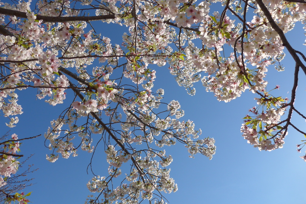 P1140408　さくら ♪