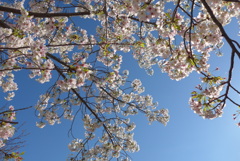 P1140408　さくら ♪