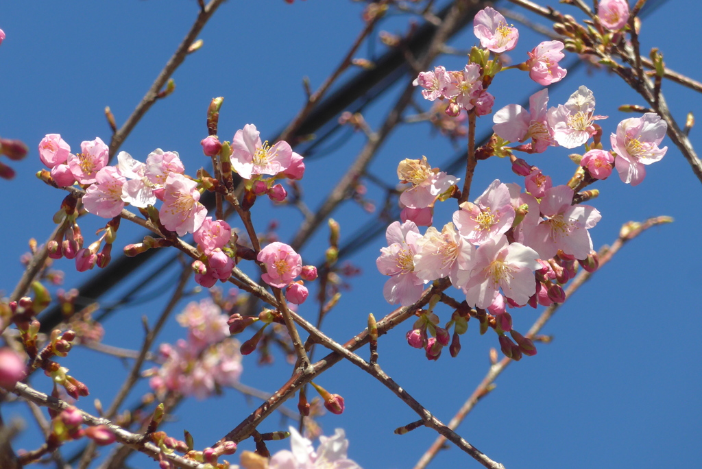 P1370486　河津桜