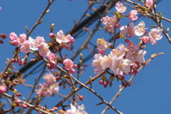 P1370486　河津桜