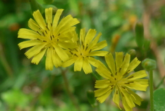 P1220581　野の花