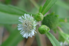 P1390047　路傍の花