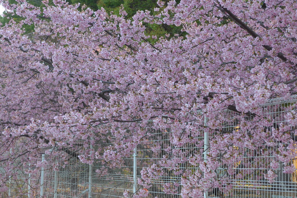 P1260091　満開