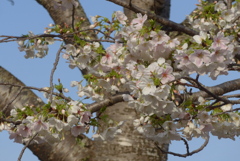 P1370872　大島桜