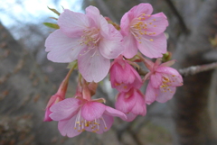 P1320034　河津桜