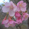 P1320034　河津桜
