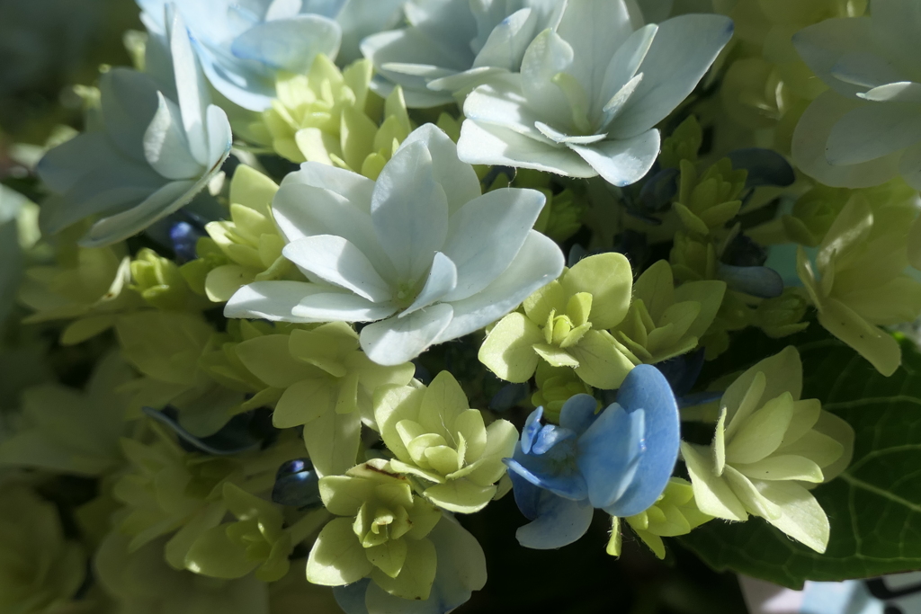 P1080088　星あつめ