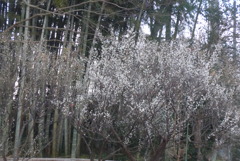 P1370407　竹と白梅
