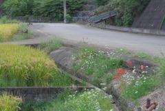 P1390055　秋の散歩道